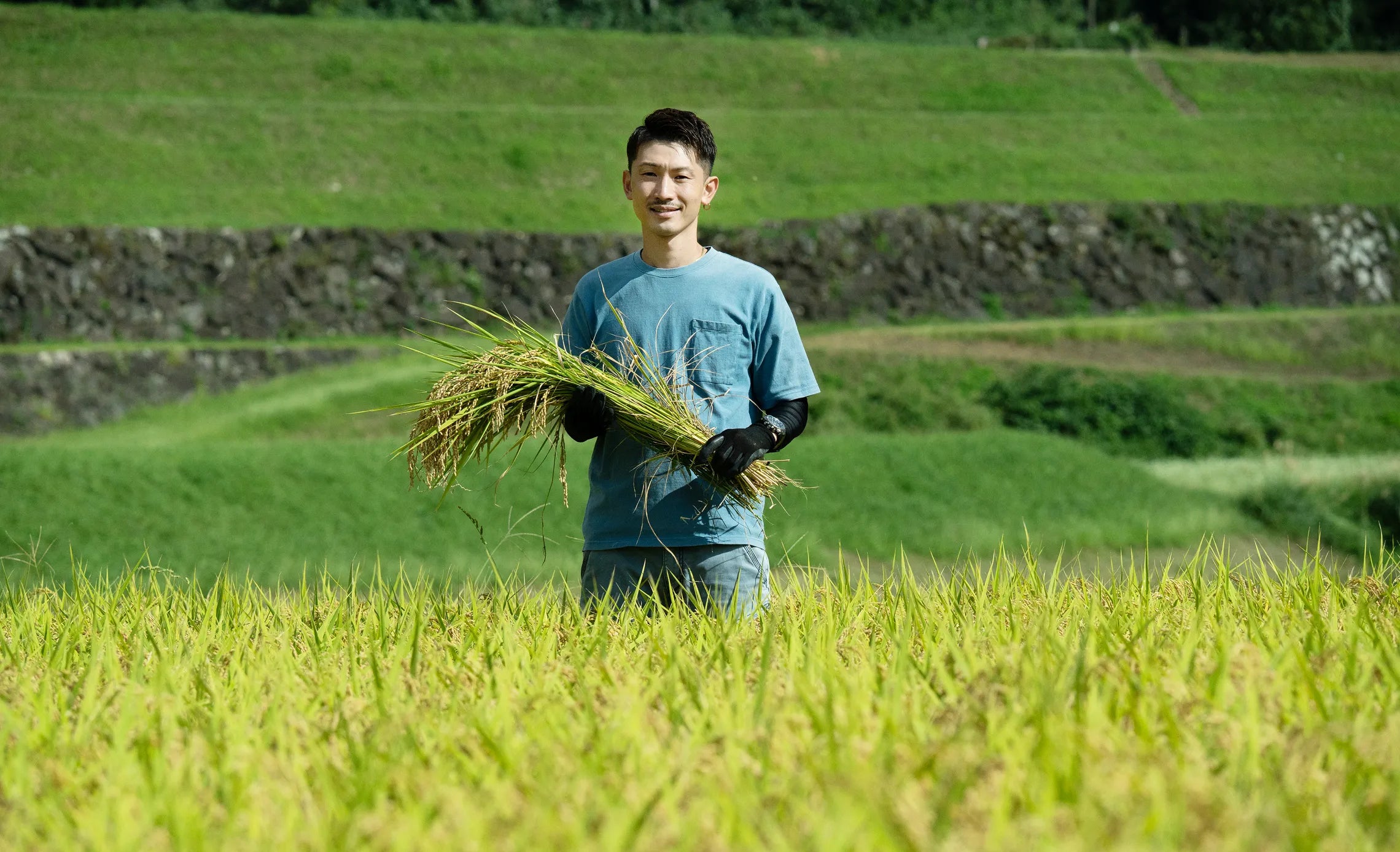 青々とした田んぼで籠を手にする生産者