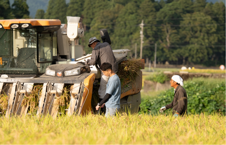 田んぼでの農作業