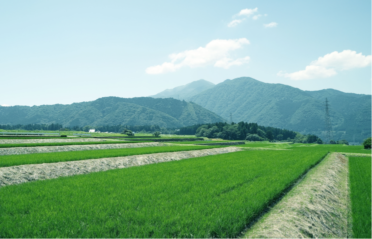 田植えを待つ苗